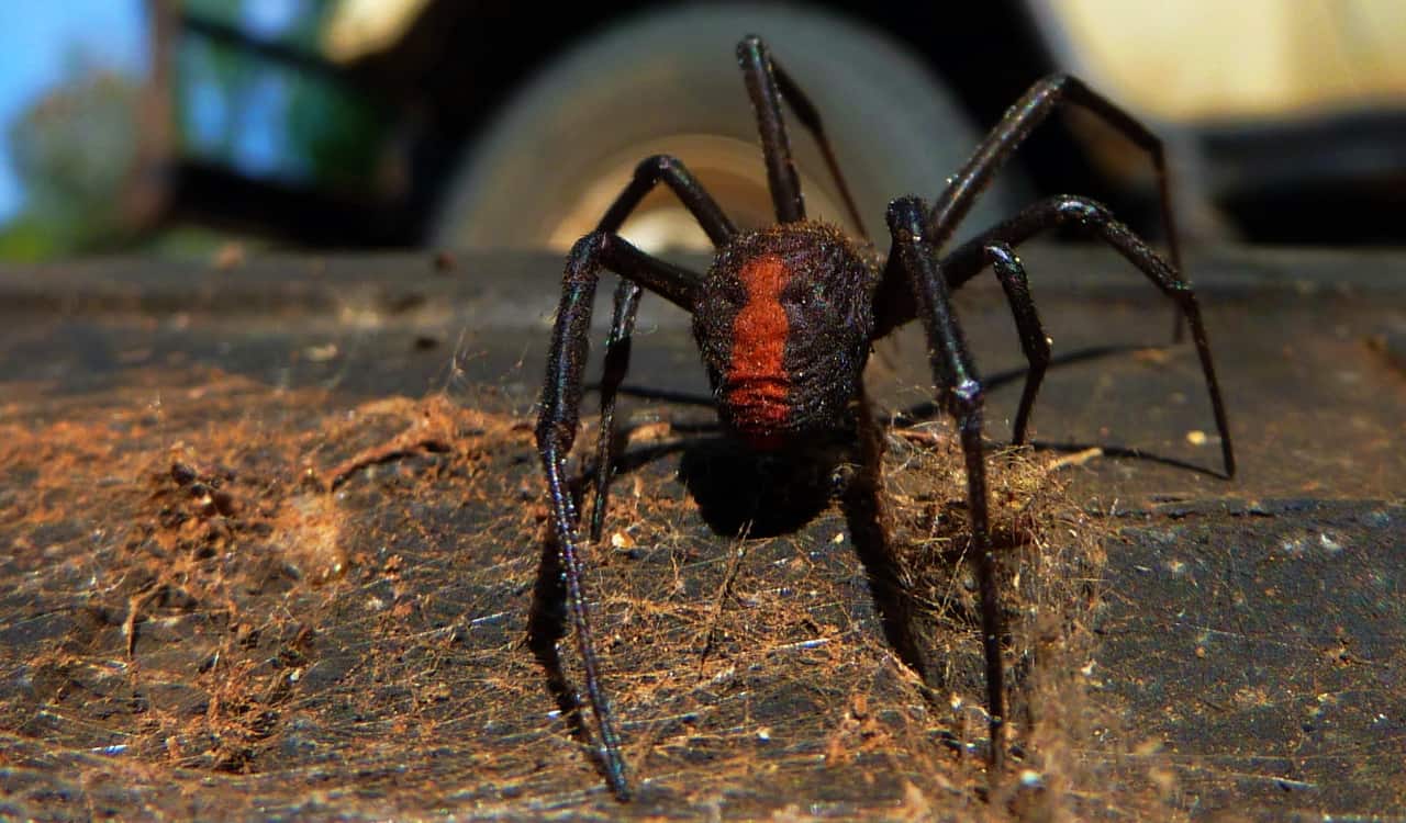 The deadliest animals in australia that everyone should steer clear of