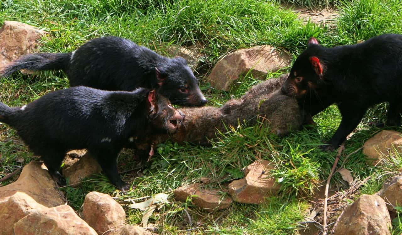 The deadliest animals in australia that everyone should steer clear of