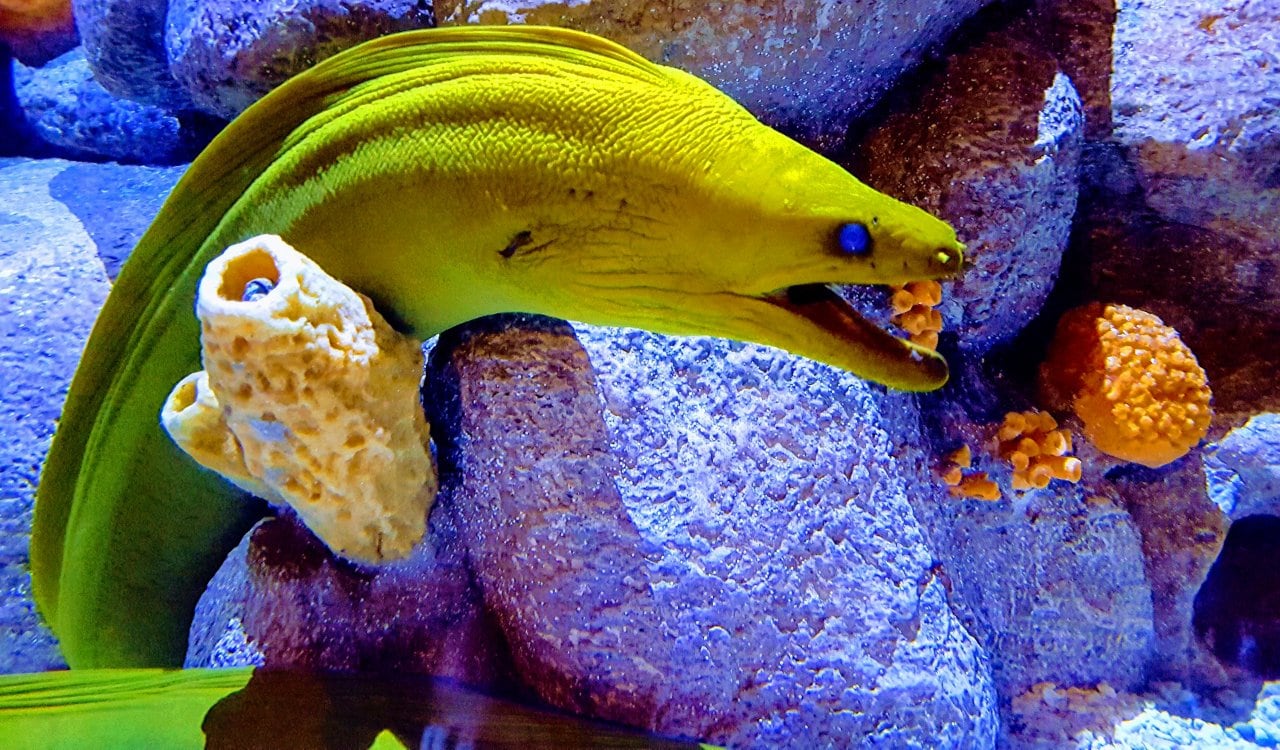 Incredible animals that can gender-switch, and shock wildlife lovers