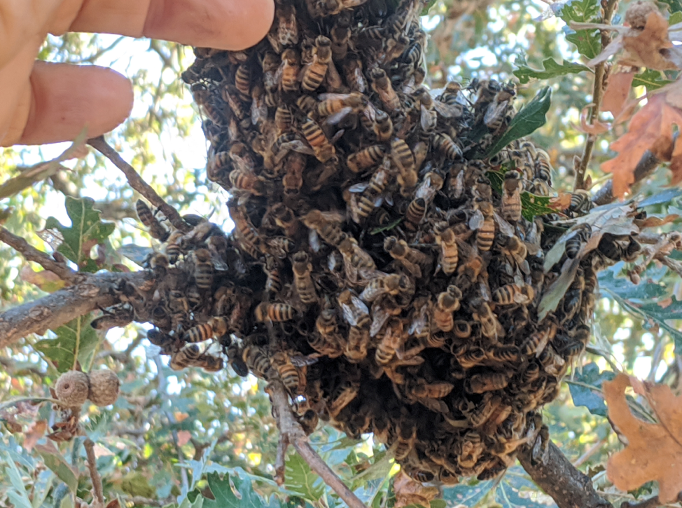 See reviews, photos, directions, phone numbers and more for the best bee control & removal service in bakersfield, ca. A Comparative Trial Of The Pollen Subs 2020 Part 1 Scientific Beekeeping