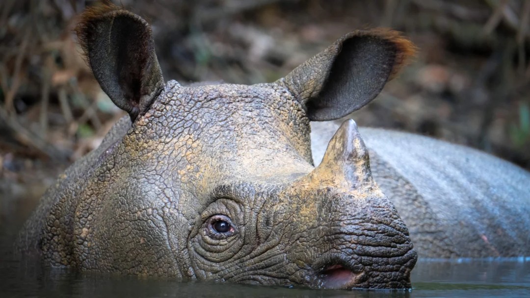How Many Rhinos Are Left In The World? SciQuest