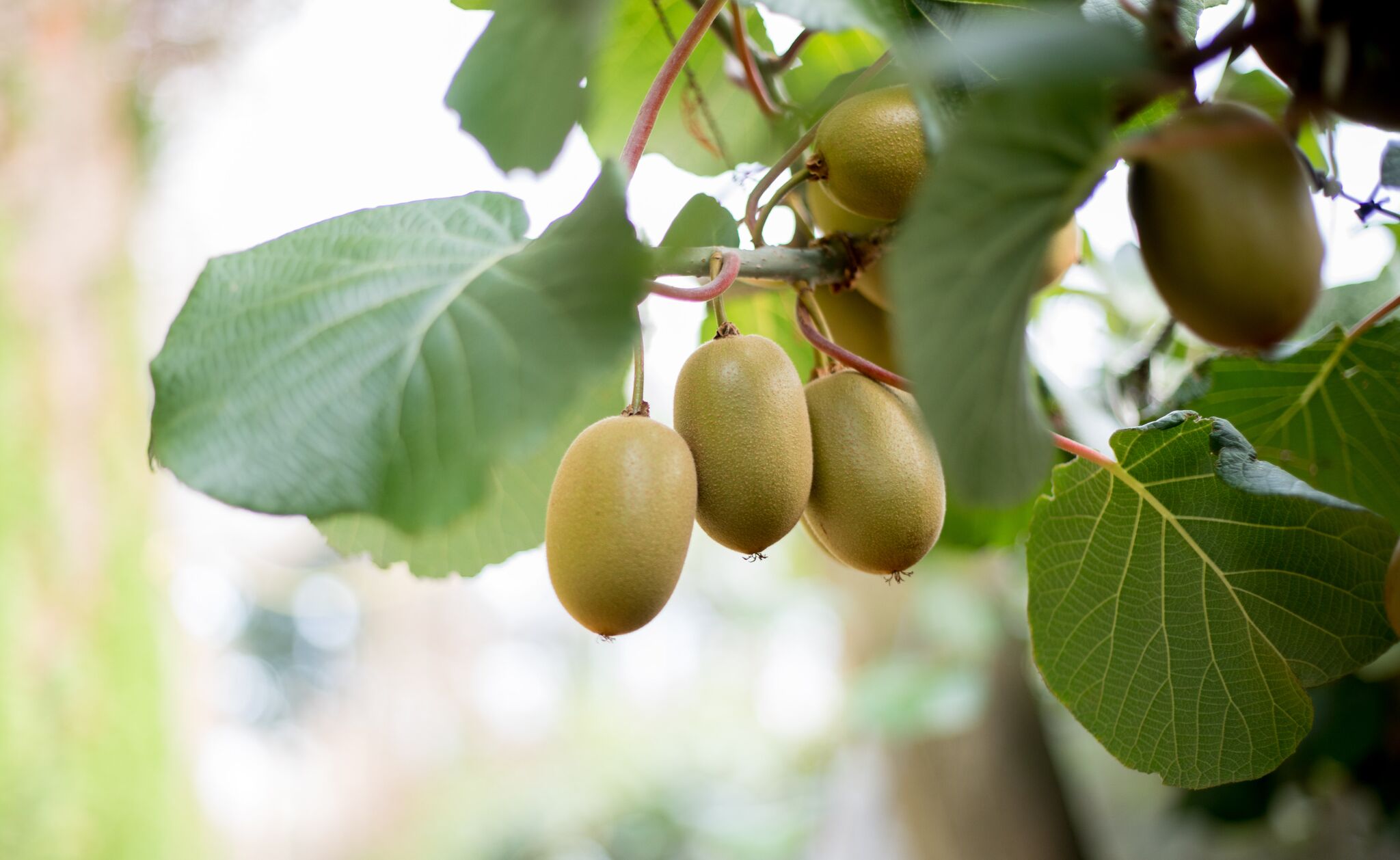 Zespri now using SAP S/4Hanna.