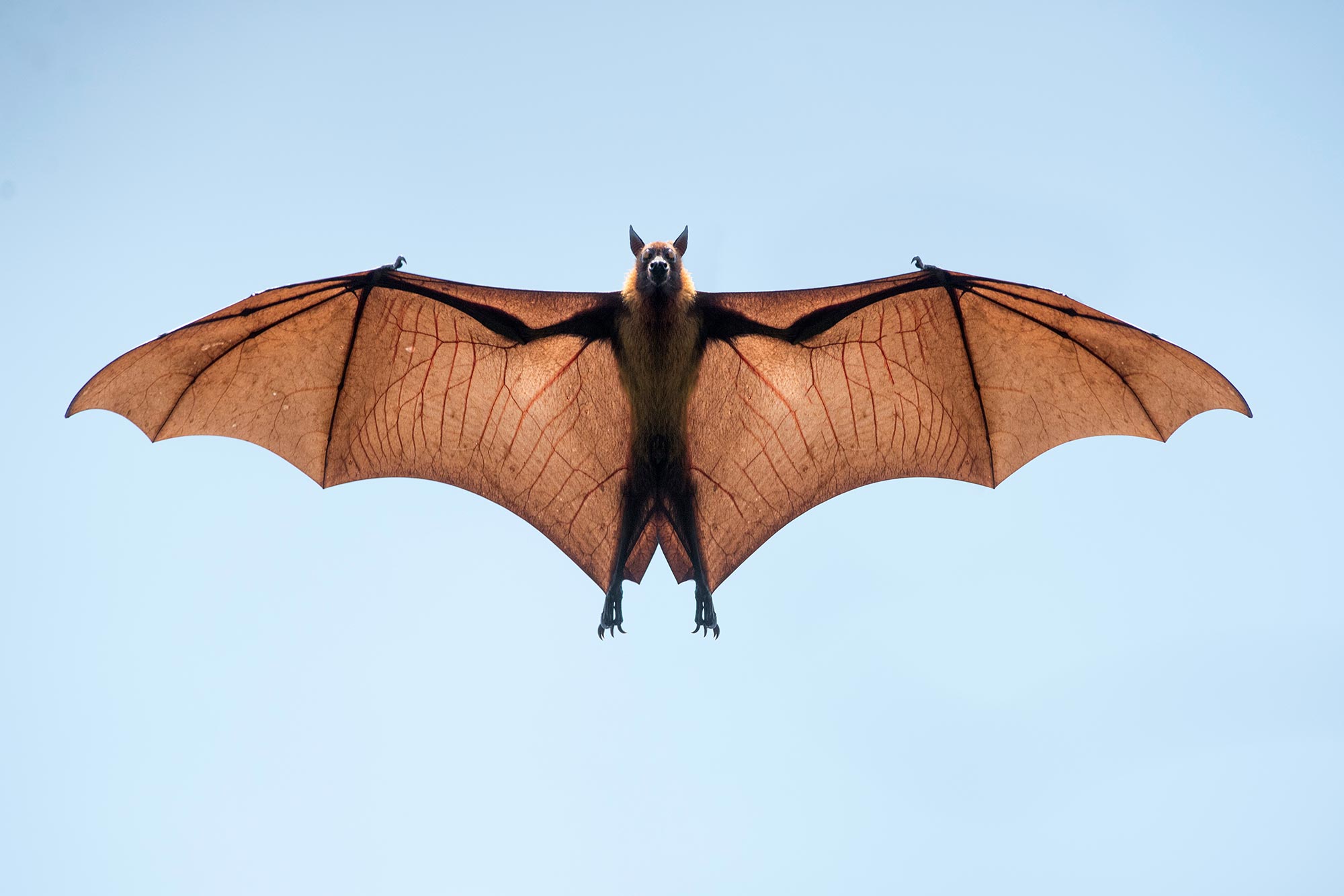 Bats are fascinating flyers, zigging and zagging about as they chase and eat insects. Bats Offer Clues To Treating Covid 19 Secrets To Longevity And Disease Tolerance