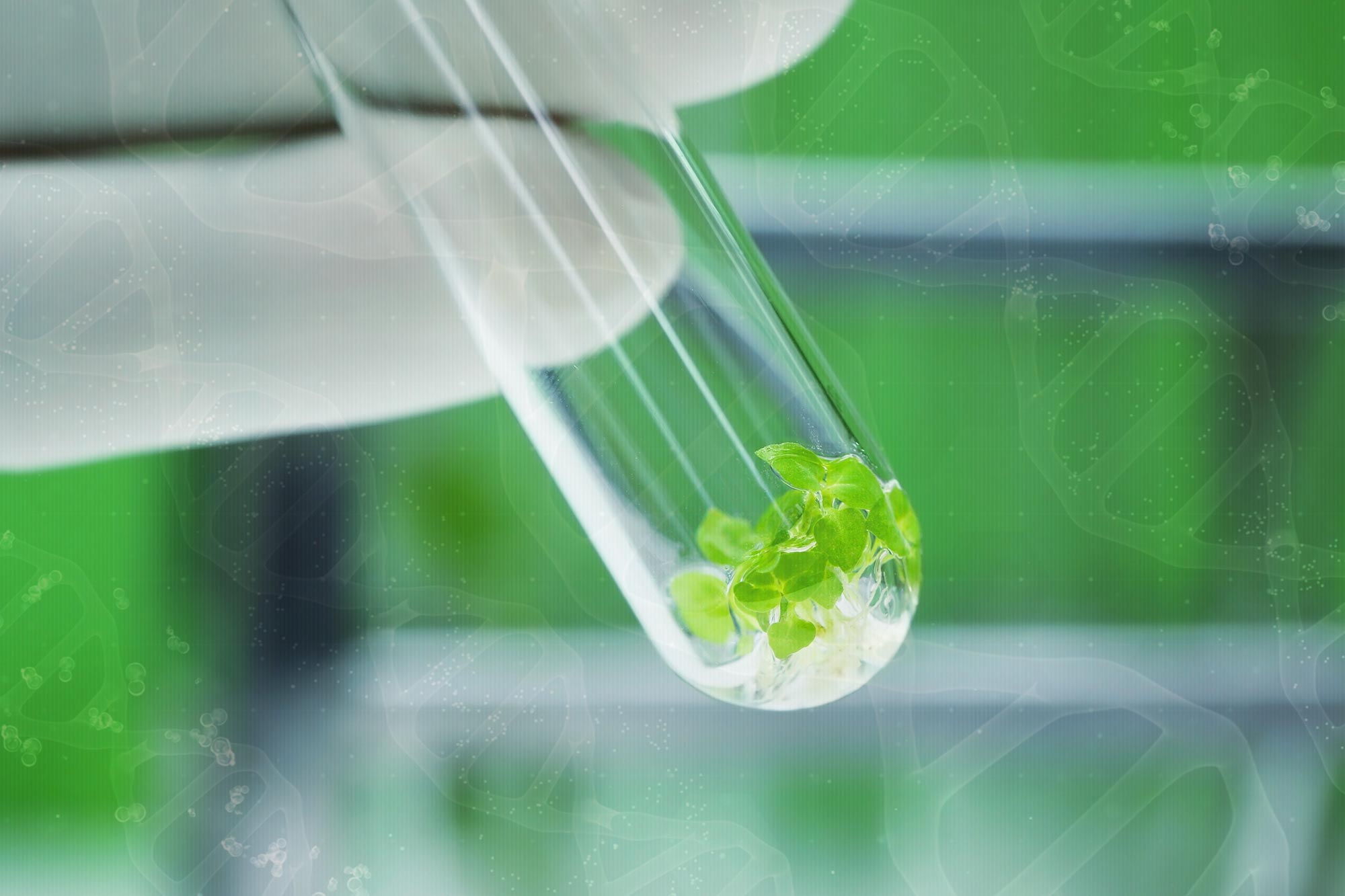 “genetic goldmine” uncovered for plant survival in one of the harshest