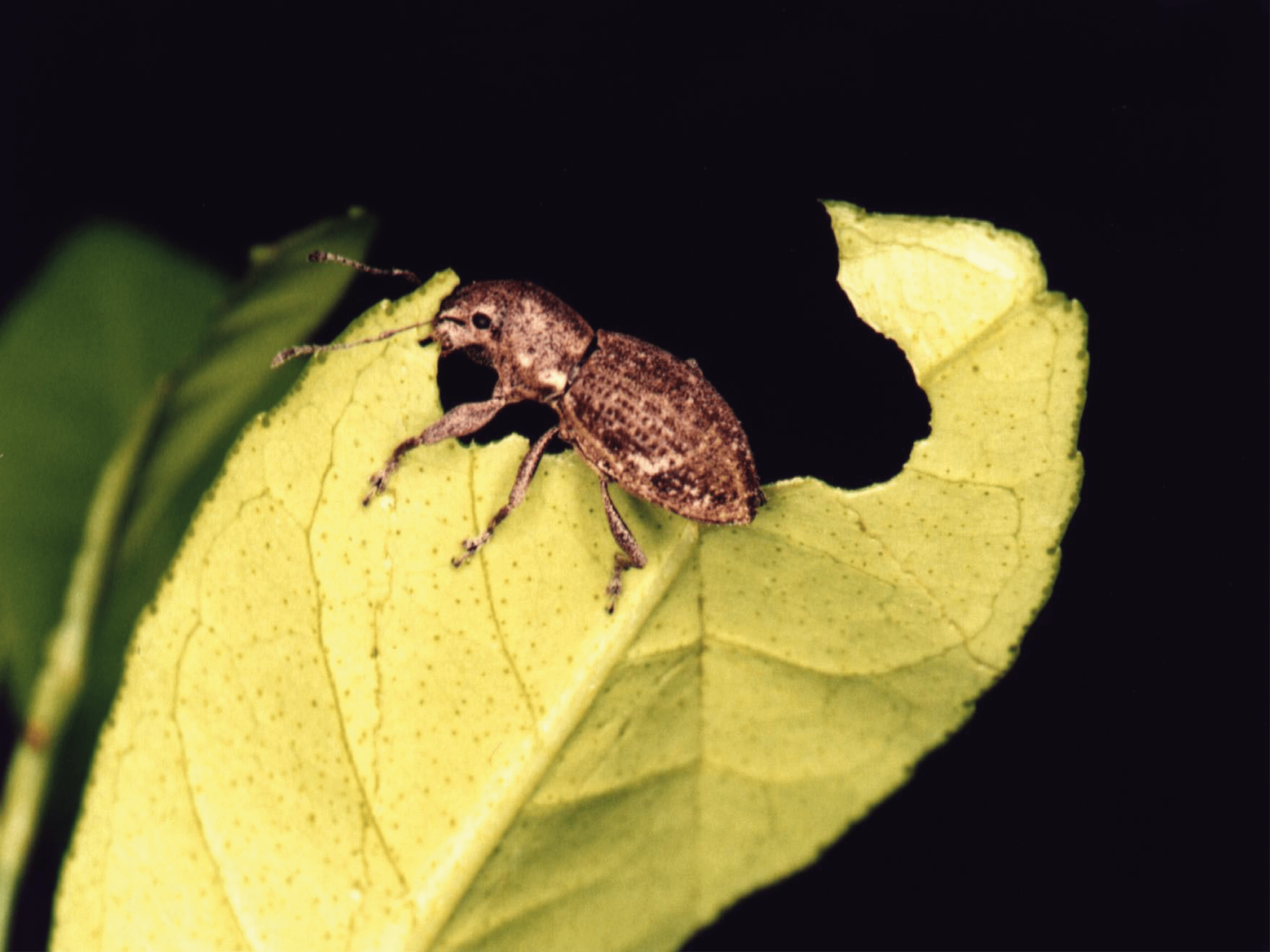 Insect 01