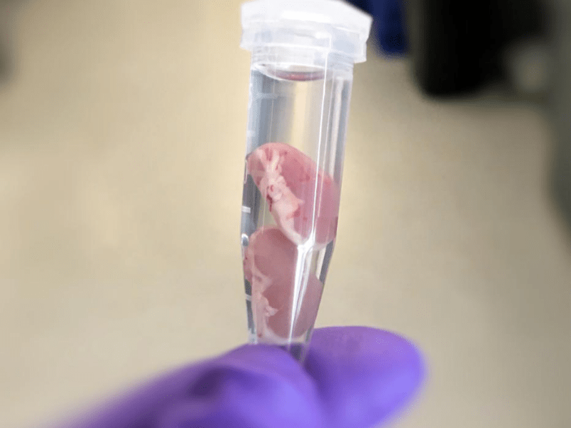 Revolutionary Coating for Blood Vessels Minimizes Rejection of Transplanted Organs