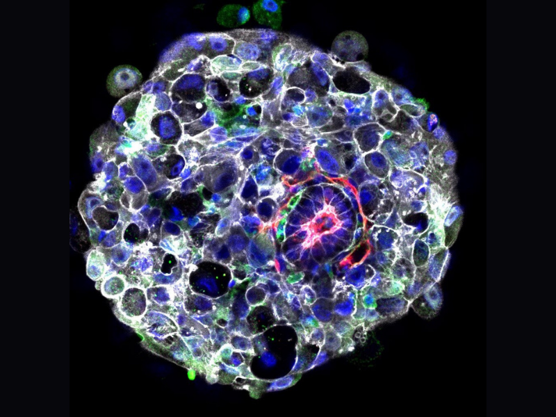 Embryo 800x600 1