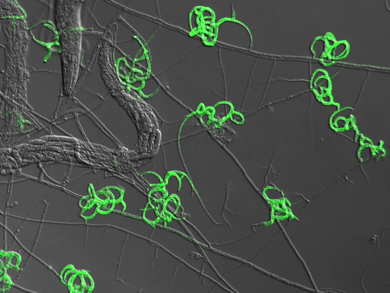 Unveiling the carnivorous side of fungi: arthrobotrys oligospora’s