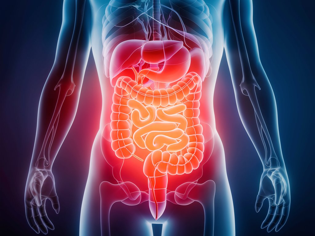 Digestive System