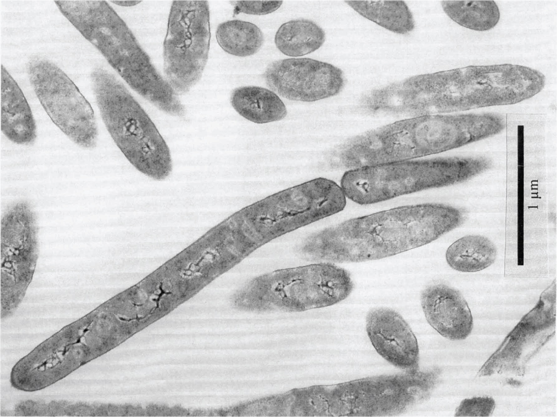 microb