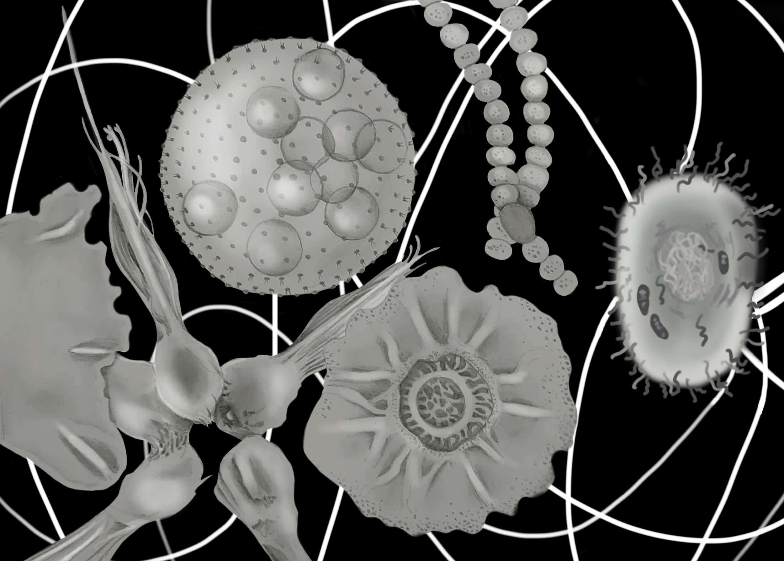 A Leap of Faith- Multicellularity
