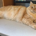 Ragnar on computer