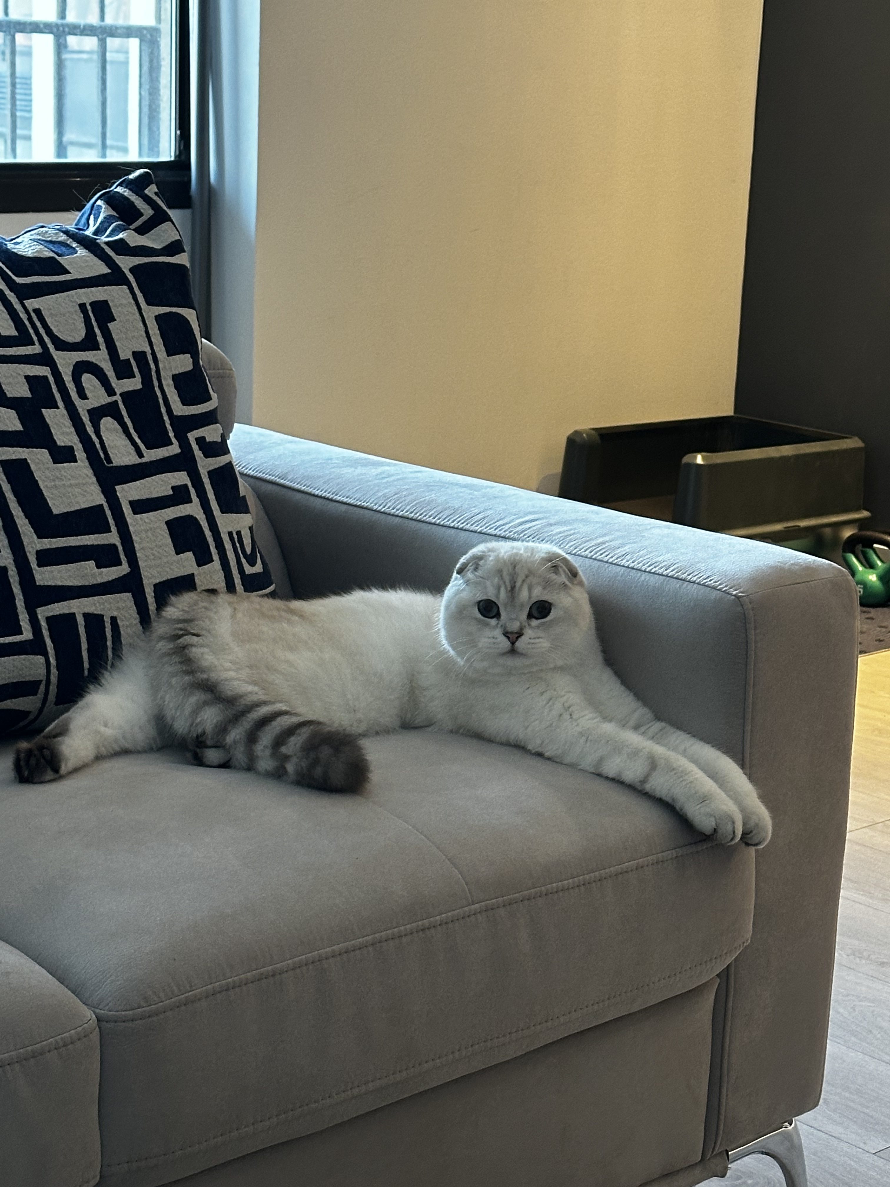 %scottish fold kittens british shorthair for sale%