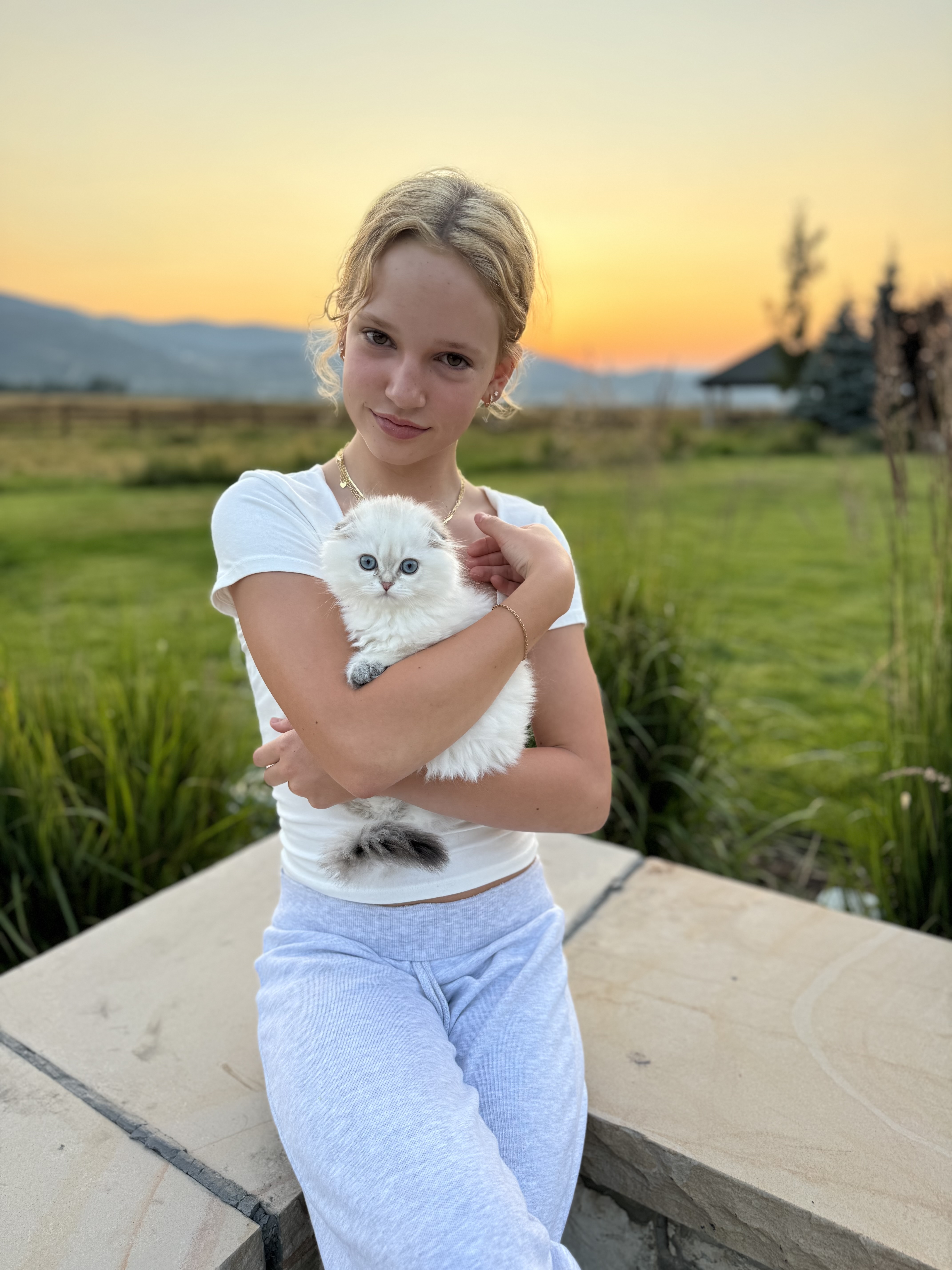 %scottish fold kittens british shorthair for sale%