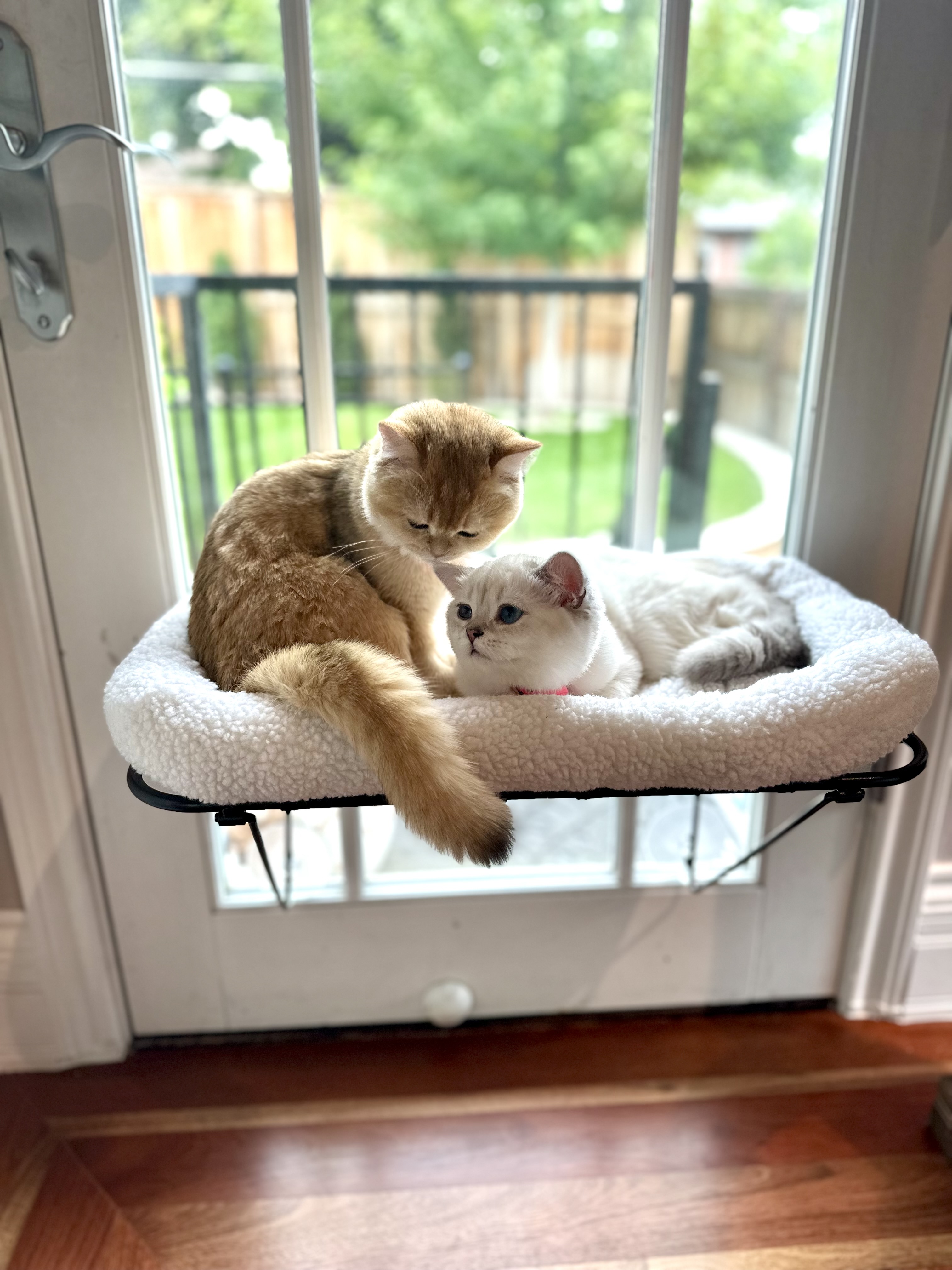 %scottish fold kittens british shorthair for sale%