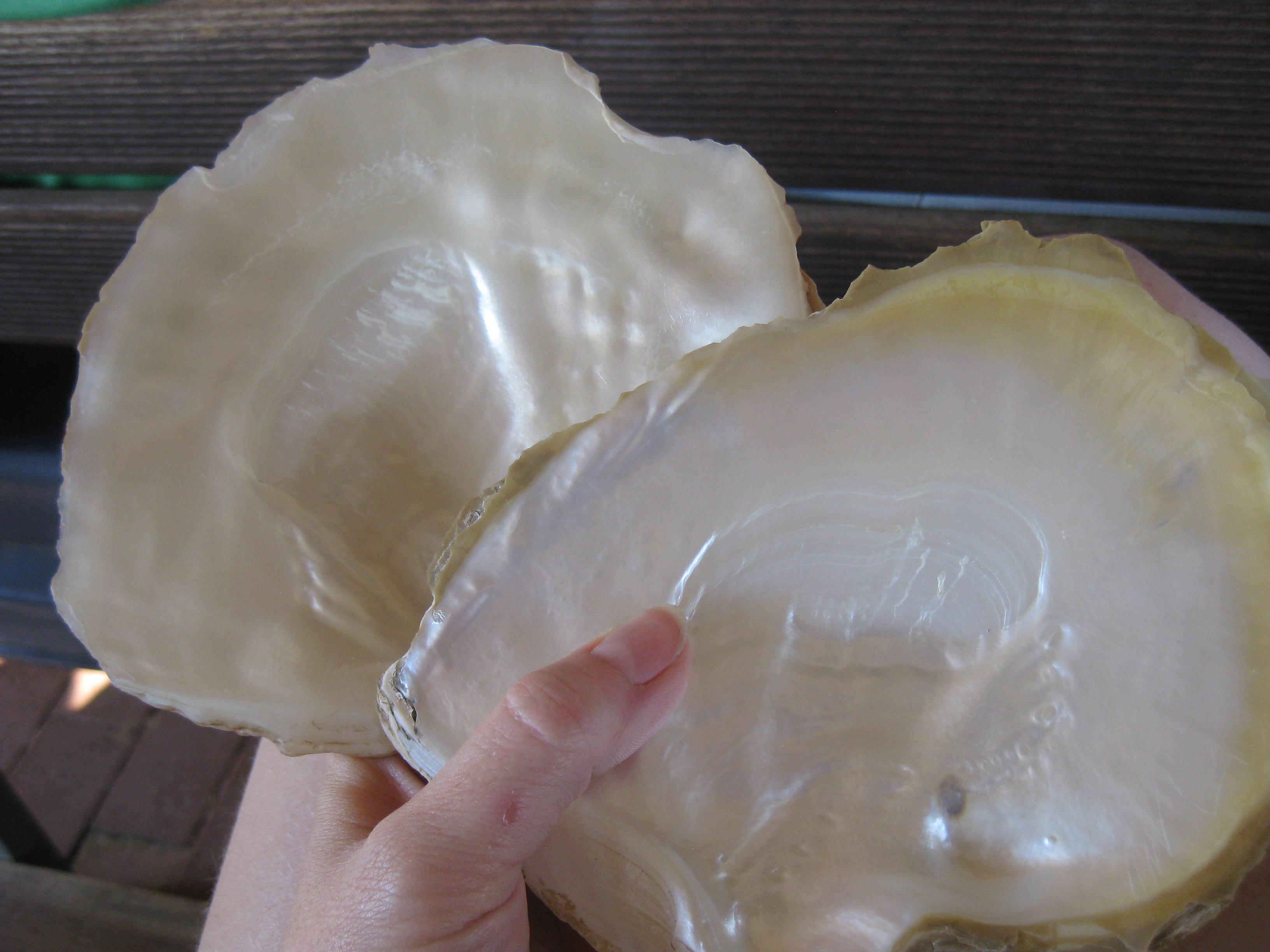 Mother of pearl shells