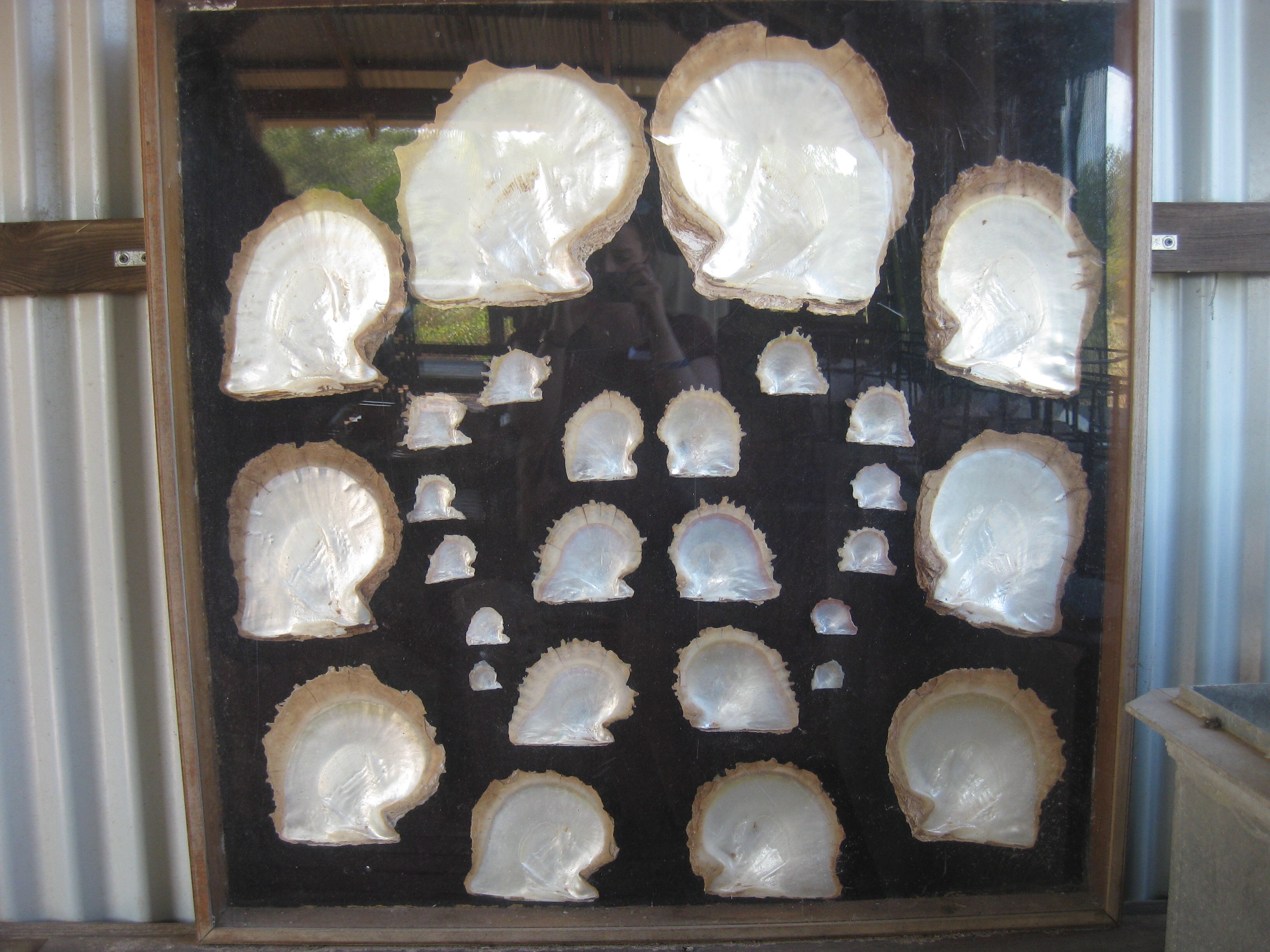 Various sizes of mother of pearl