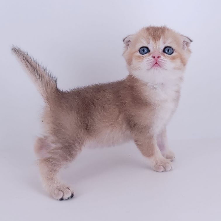 Home Scottishkittens Com
