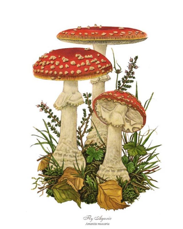 Fly Agaric (Amanita Muscaria): Beautiful but Deadly 2 botanical illustration of Fly Agaric