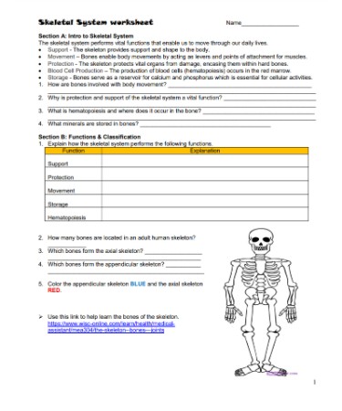 💪 skeletal system worksheet pdf