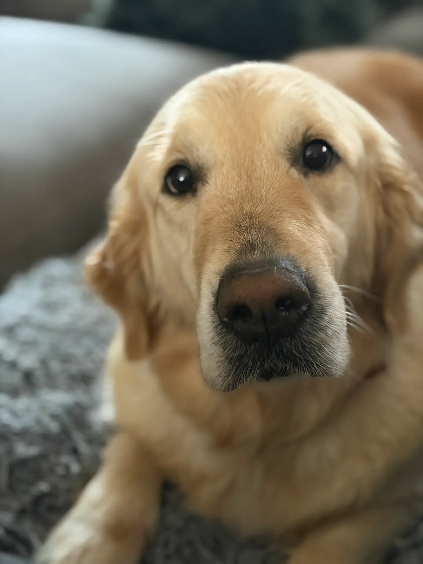 happy golden dog on couch. York & Chester County SC