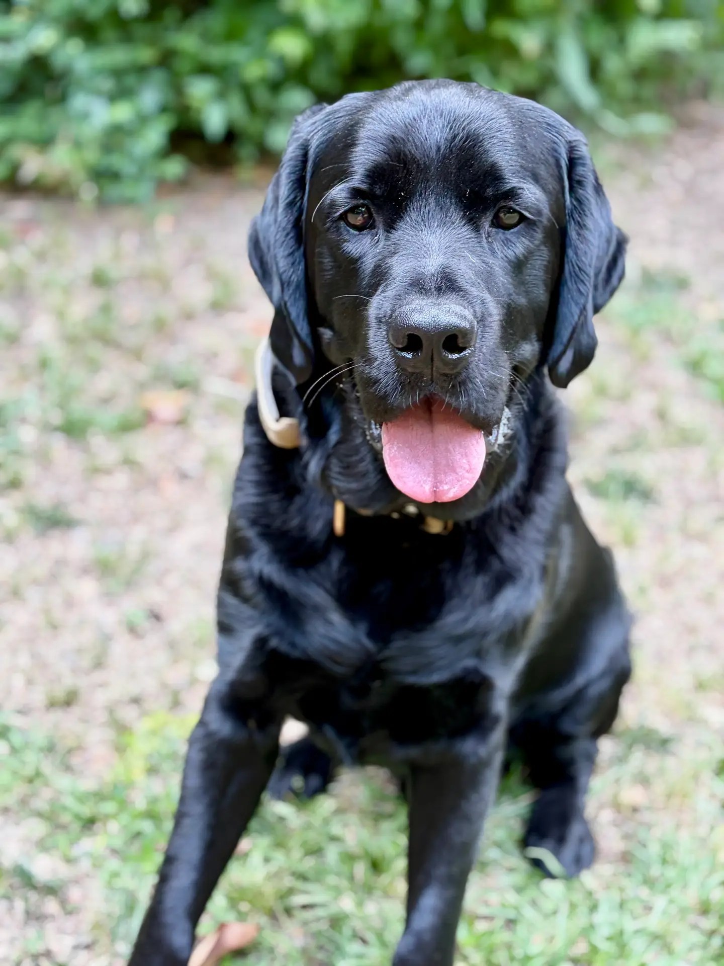 happy black dog large in yard