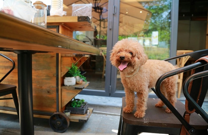 fluffy dog standing on seat at cafe. York & Chester County SC
