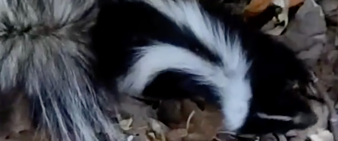 do skunks make good pets on skunks as pets in pa
