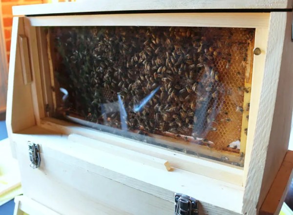 A bee hive colony with a queen, drone and many worker bees. #BenefitsOfHoney