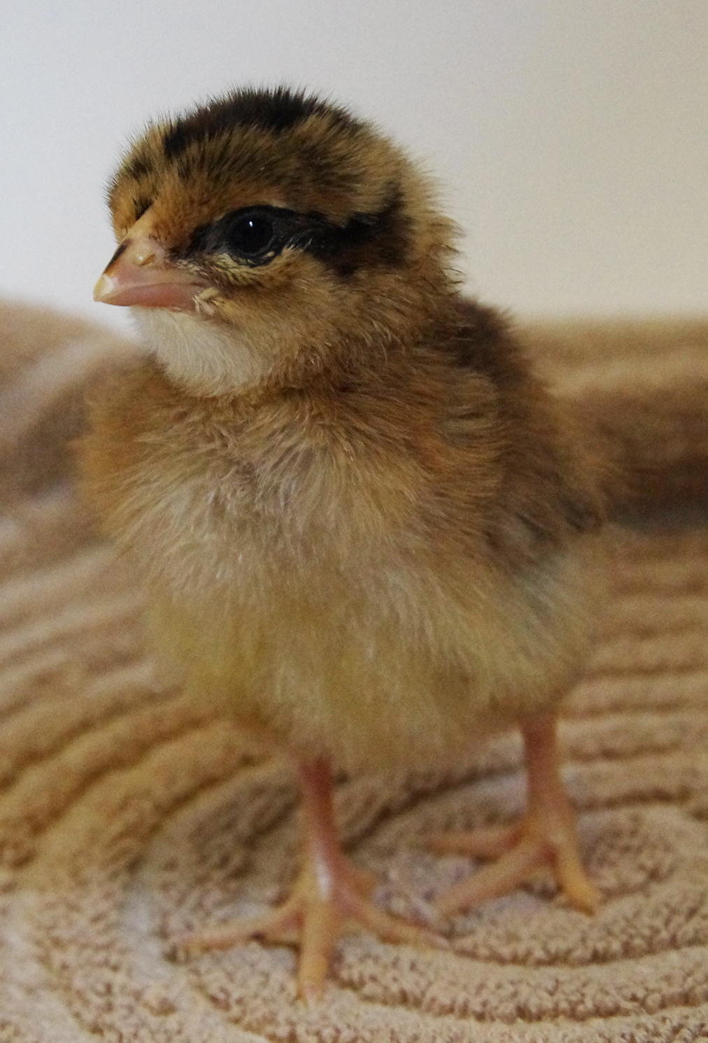 Hatching This Week: Brown Leghorns | Scratch Cradle