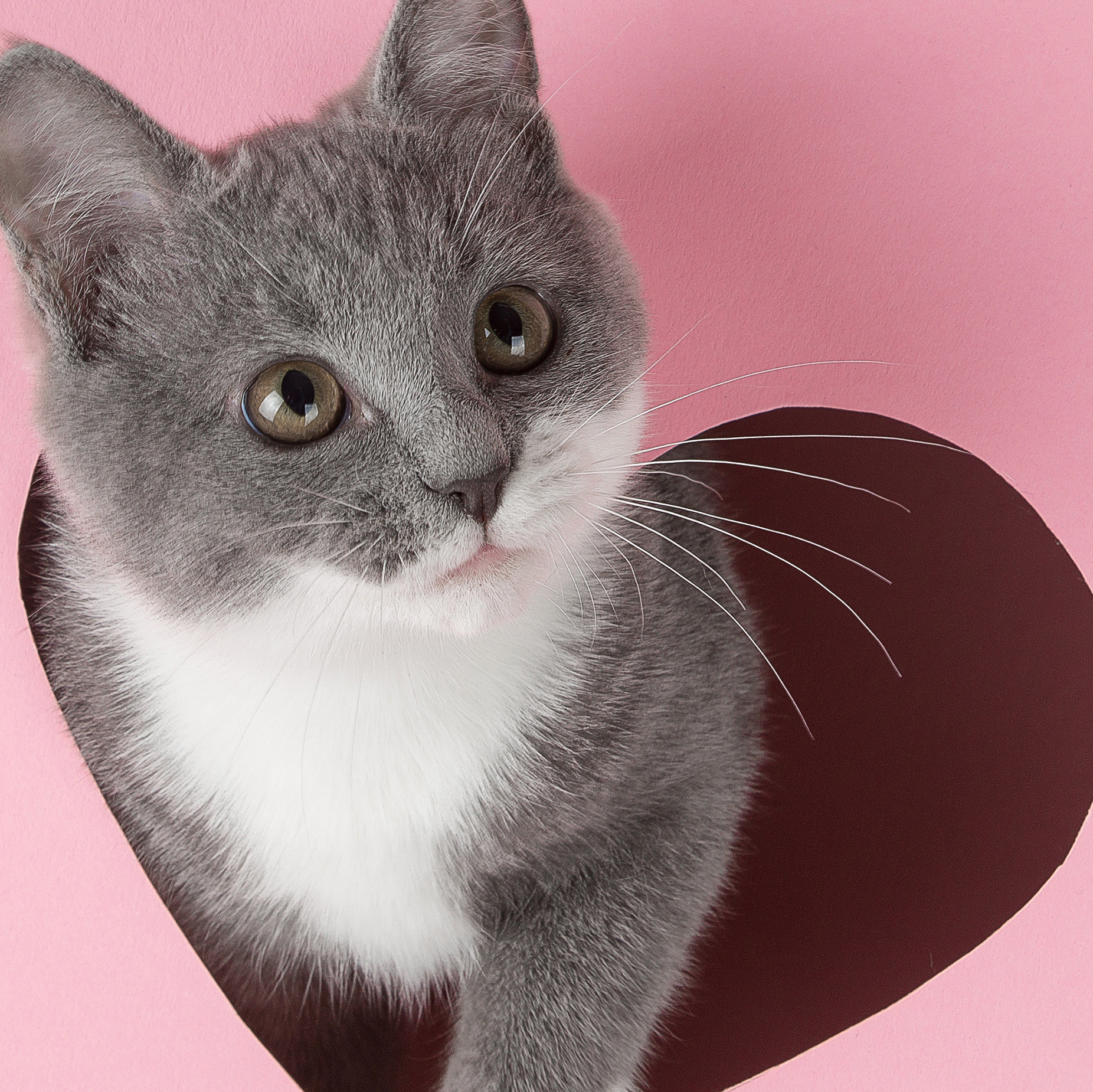 A grey kitten peeks out of a heart-shaped hole on a pink background. Design blank for Valentine's Day, greeting card, expression of love. Copy space. By Plutmaverick