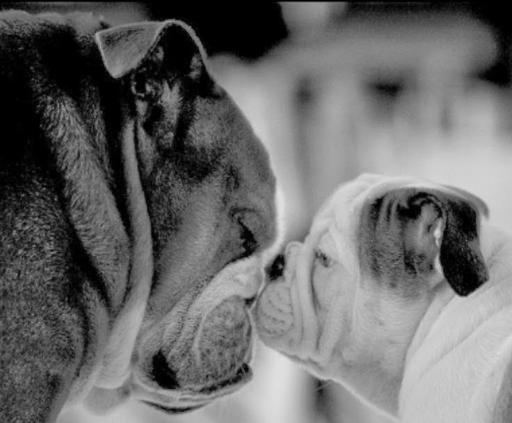 What do you think???  Dog or No Dog???