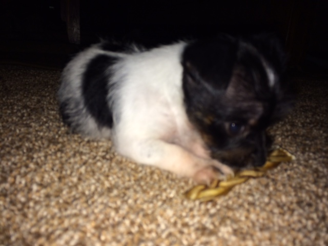 New Puppy… What should we name her?
