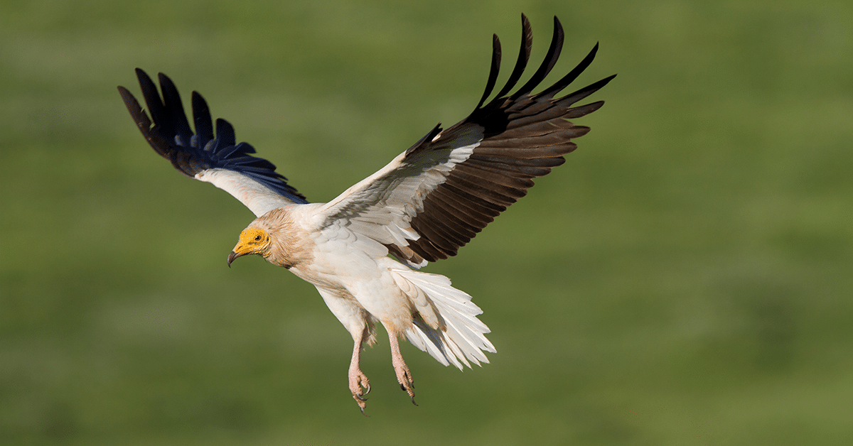 BBC-Springwatch-426