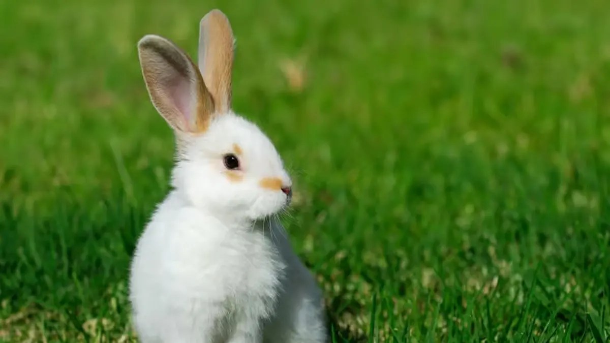 Le Lapin Tueur ! Monstre pour Chroniques Oubliées Fantasy
