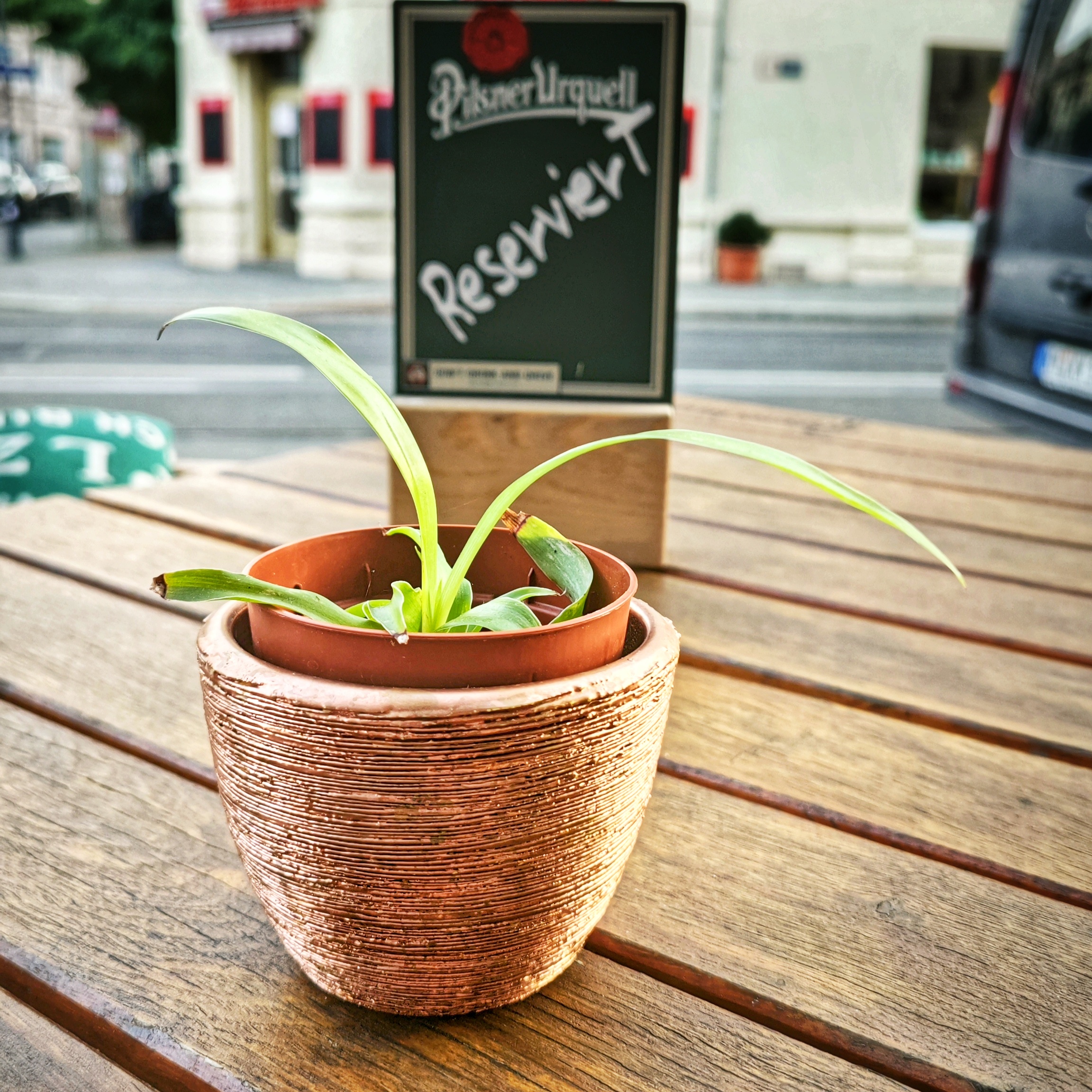 Eine kleine Topfpflanze steht in einem kupferfarbenen Übertopf auf einem Holztisch. Dahinter steht ein "Reserviert"-Schild mit Werbung für "Pilsner Urquell".