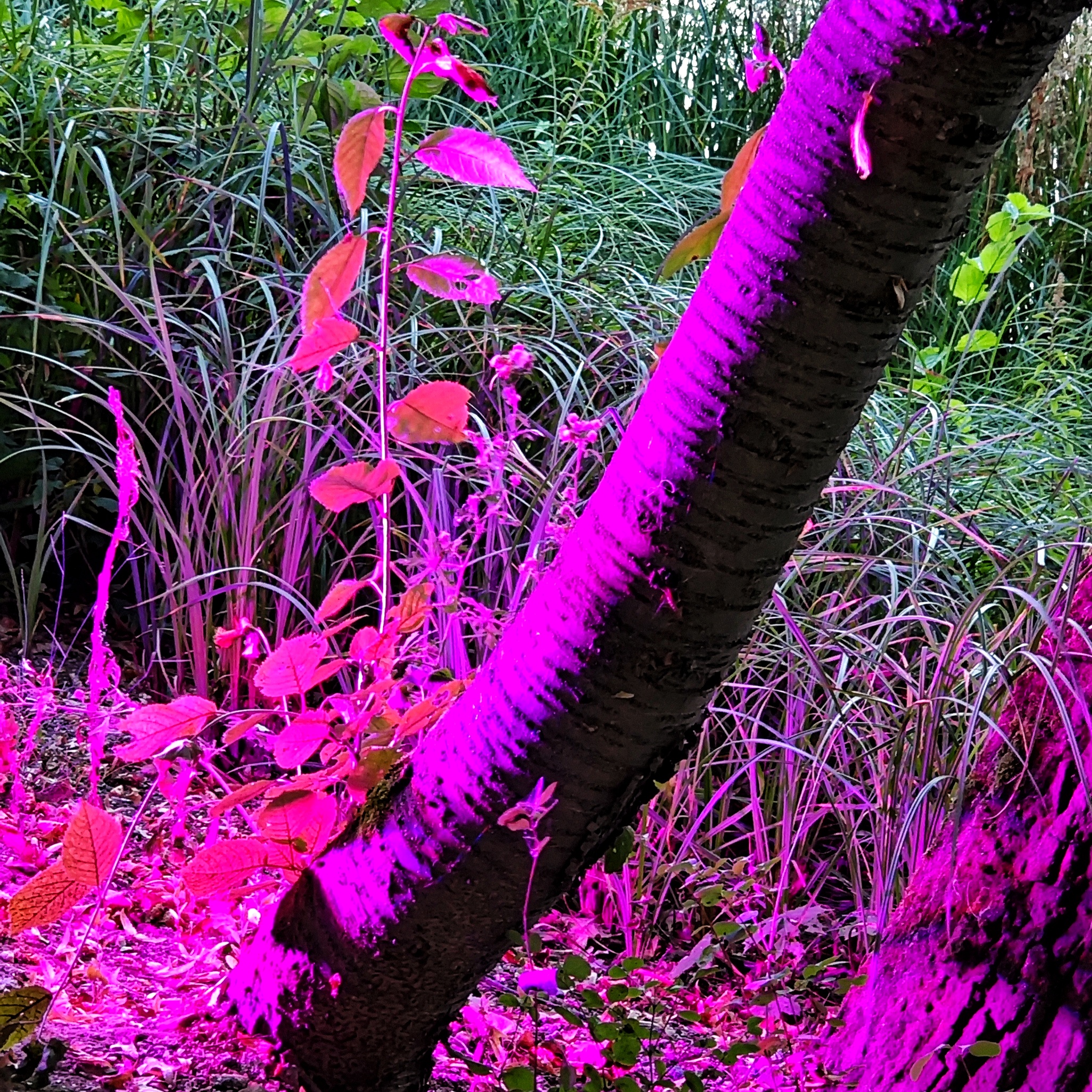 Ein dünner Baumstamm mit etwas Gras in der Nähe ist in pink-violettes Licht getaucht.