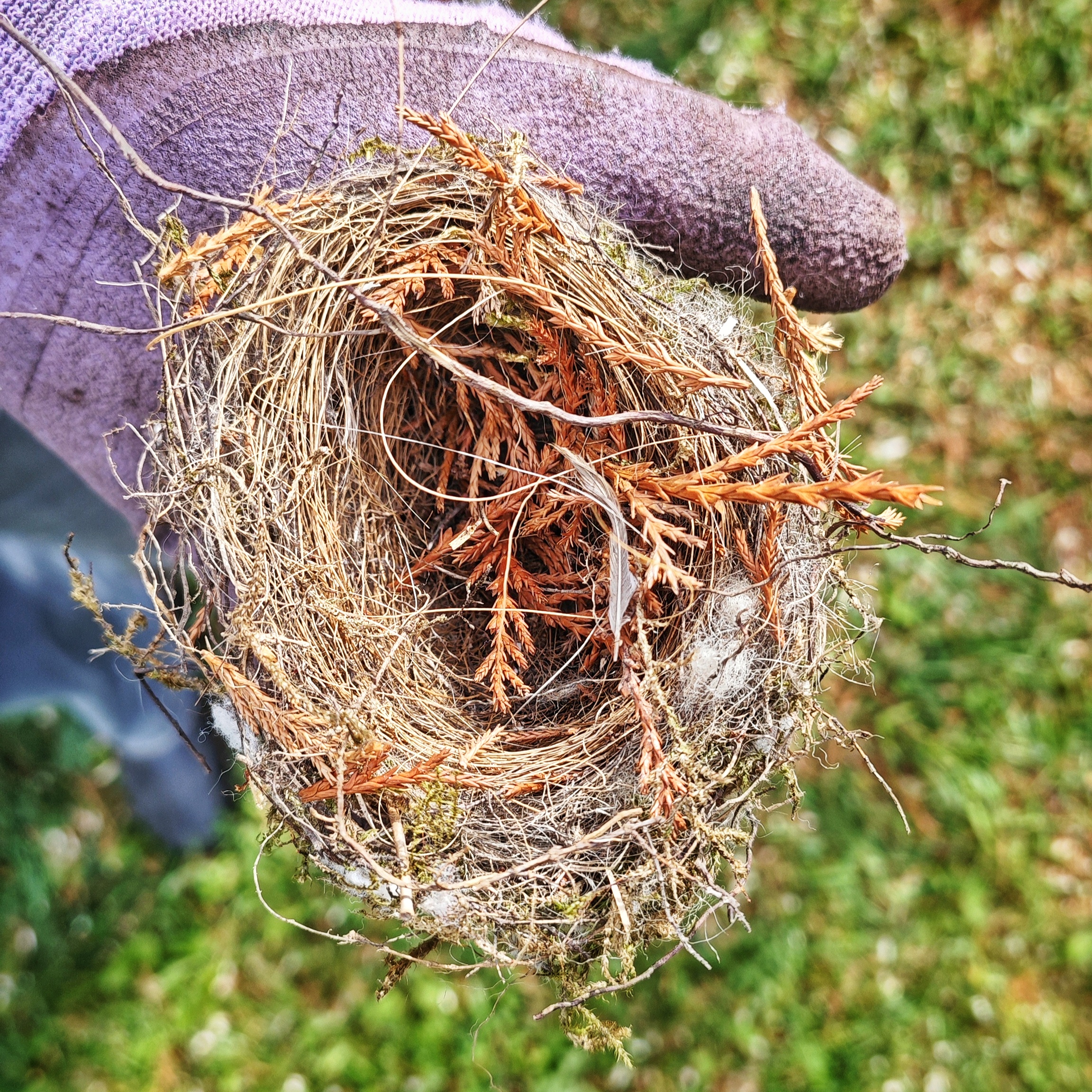 Eine Hand in violettem Handschuh hält ein kleines Vogelnest in die Kamera.