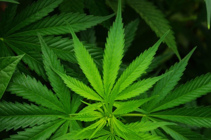 12 Interesting Facts About Marijuana That We Bet You Didn’t Know Cannabis history in america