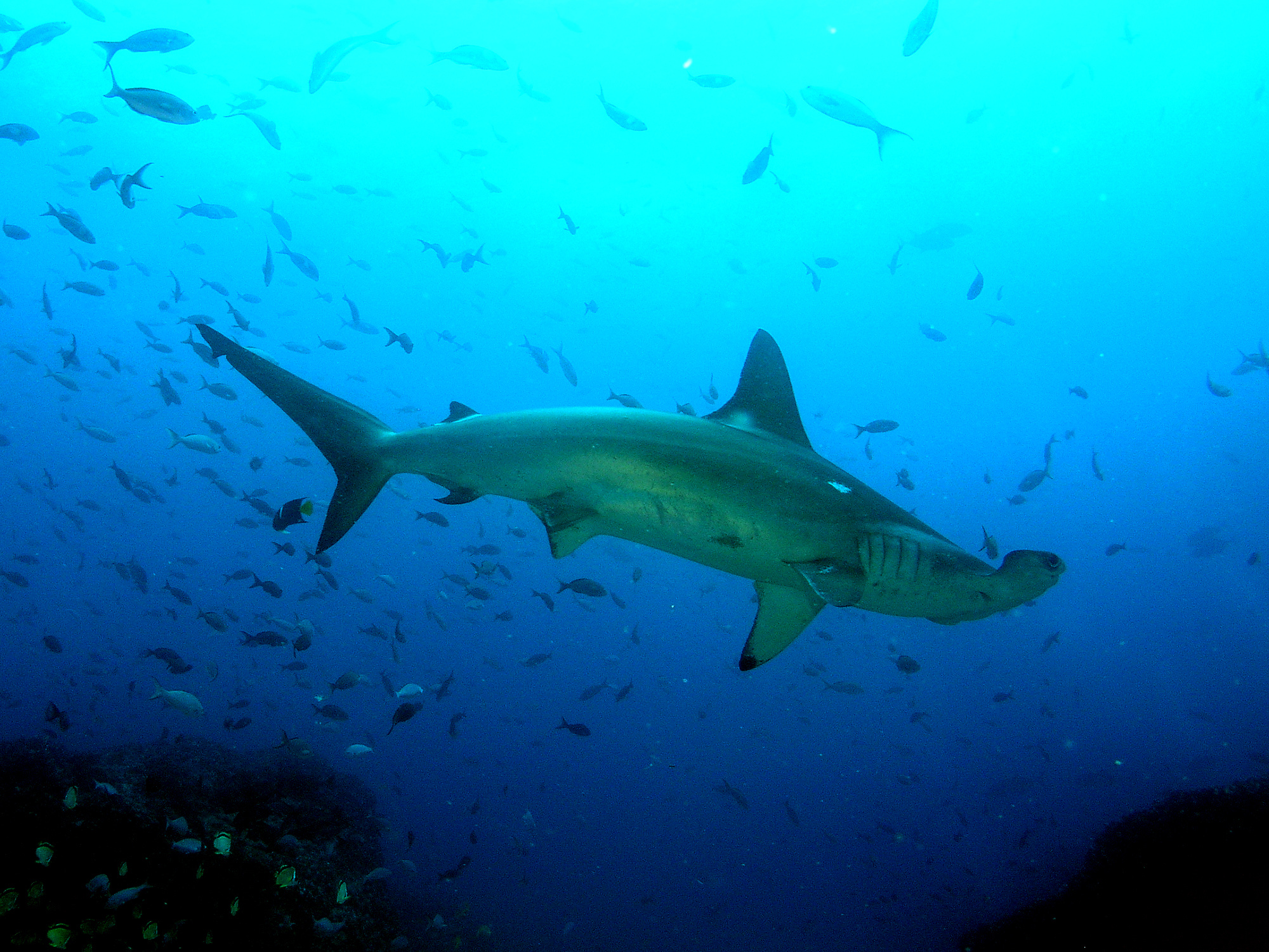 Hammerhead shark