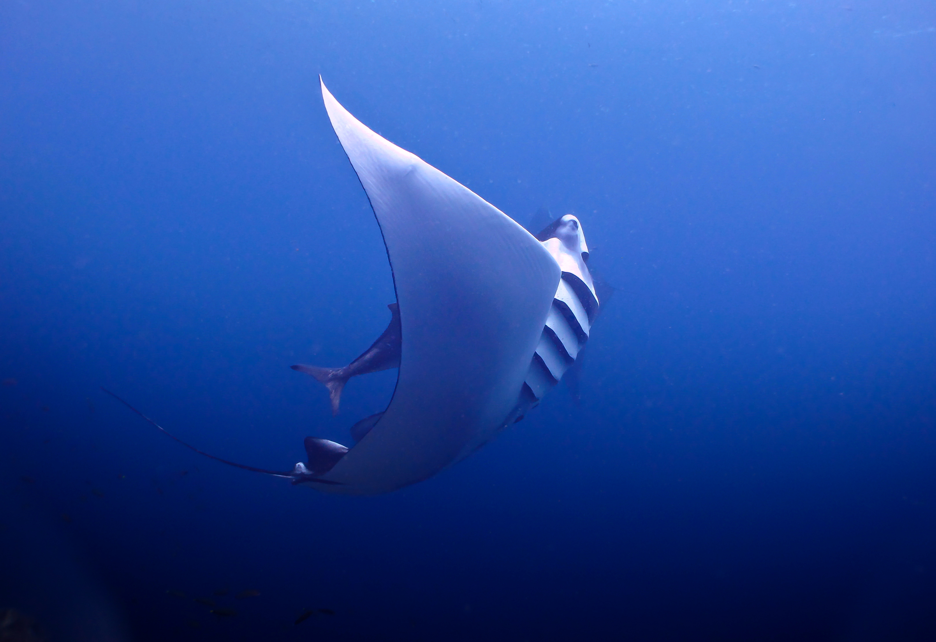 Manta ray
