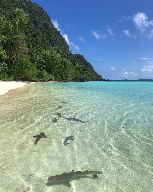 Even the snorkeling is amazing with the lagoon filled with baby sharks. (Courtesy Misool Eco Resort)
