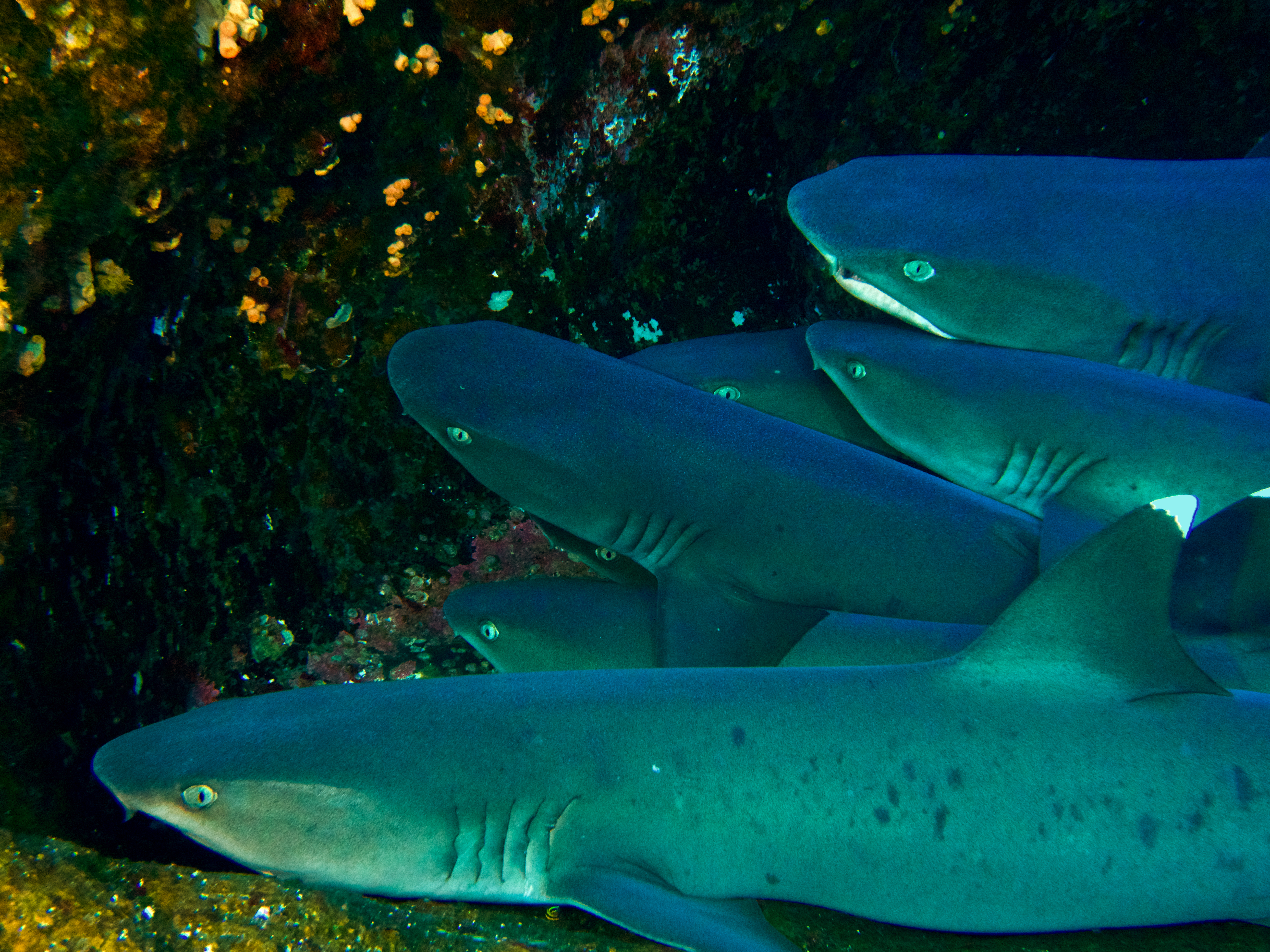 Wordless Wednesday : Sharks - Scuba Hank NYC
