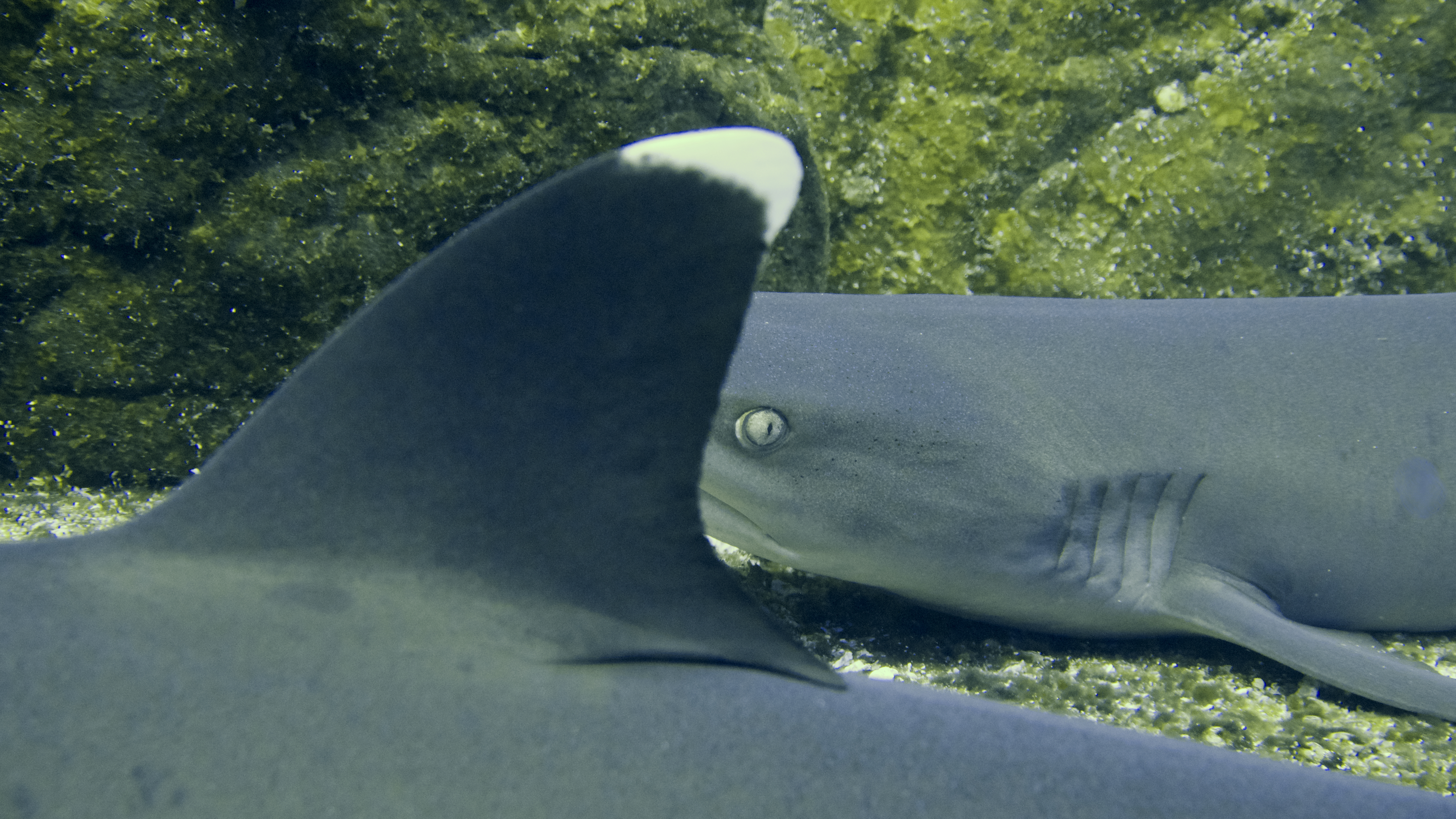 Wordless Wednesday : Sharks - Scuba Hank NYC