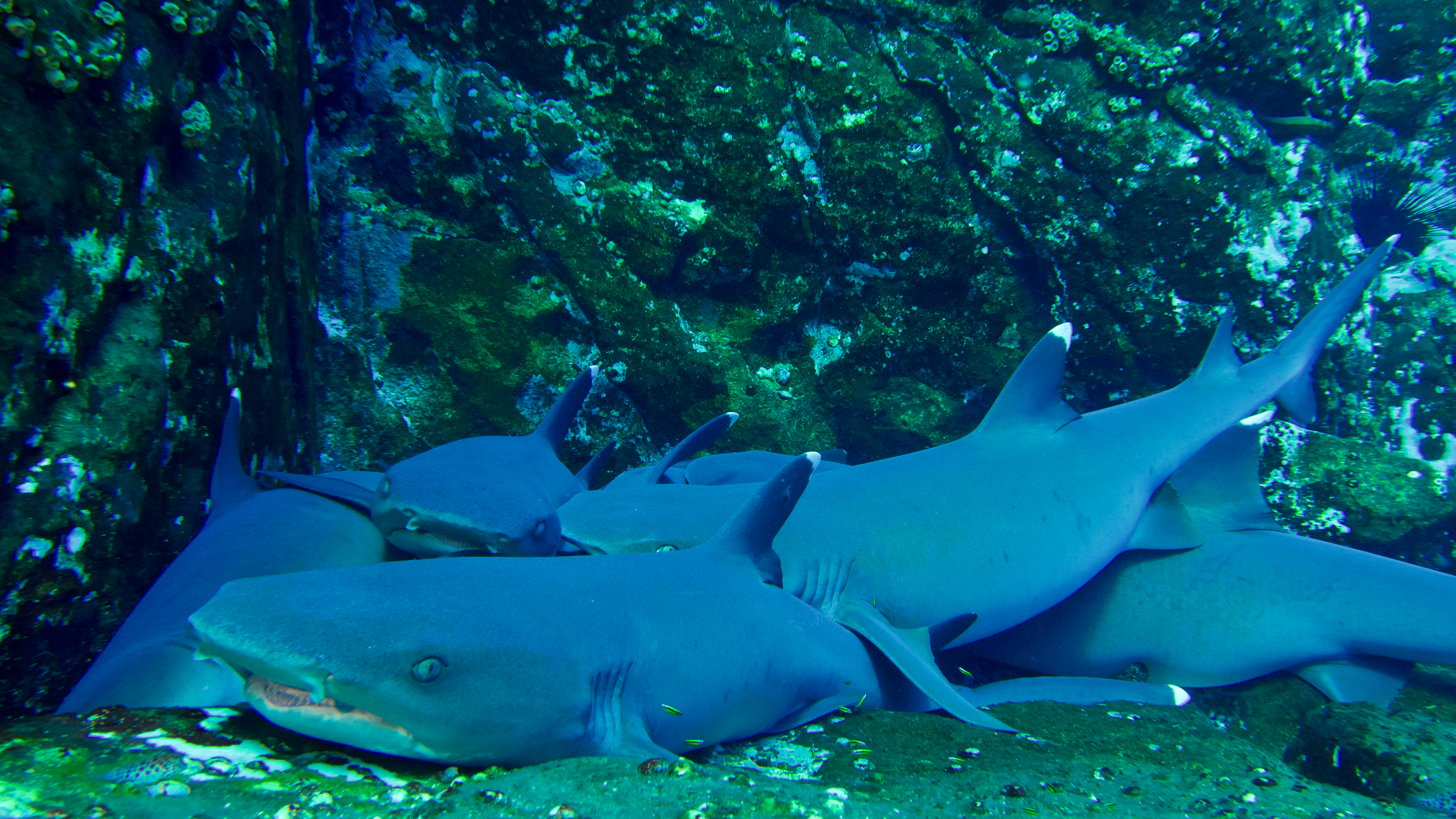 Wordless Wednesday : Sharks - Scuba Hank NYC