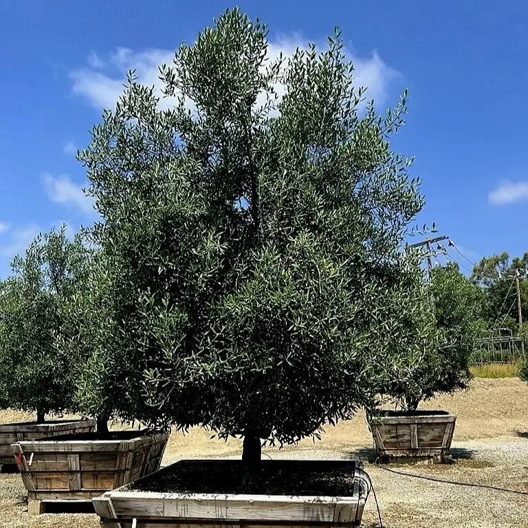 fruitless olive tree