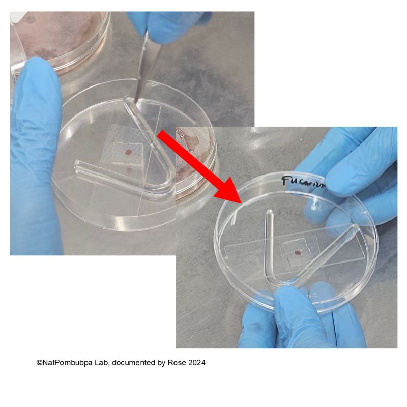 Armi Github - Light Texture Collection - Retina Quality