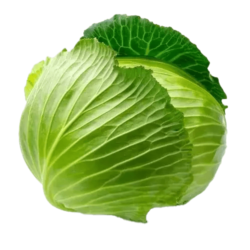 Best vegetable seeds in Gujrat, India-cabbage