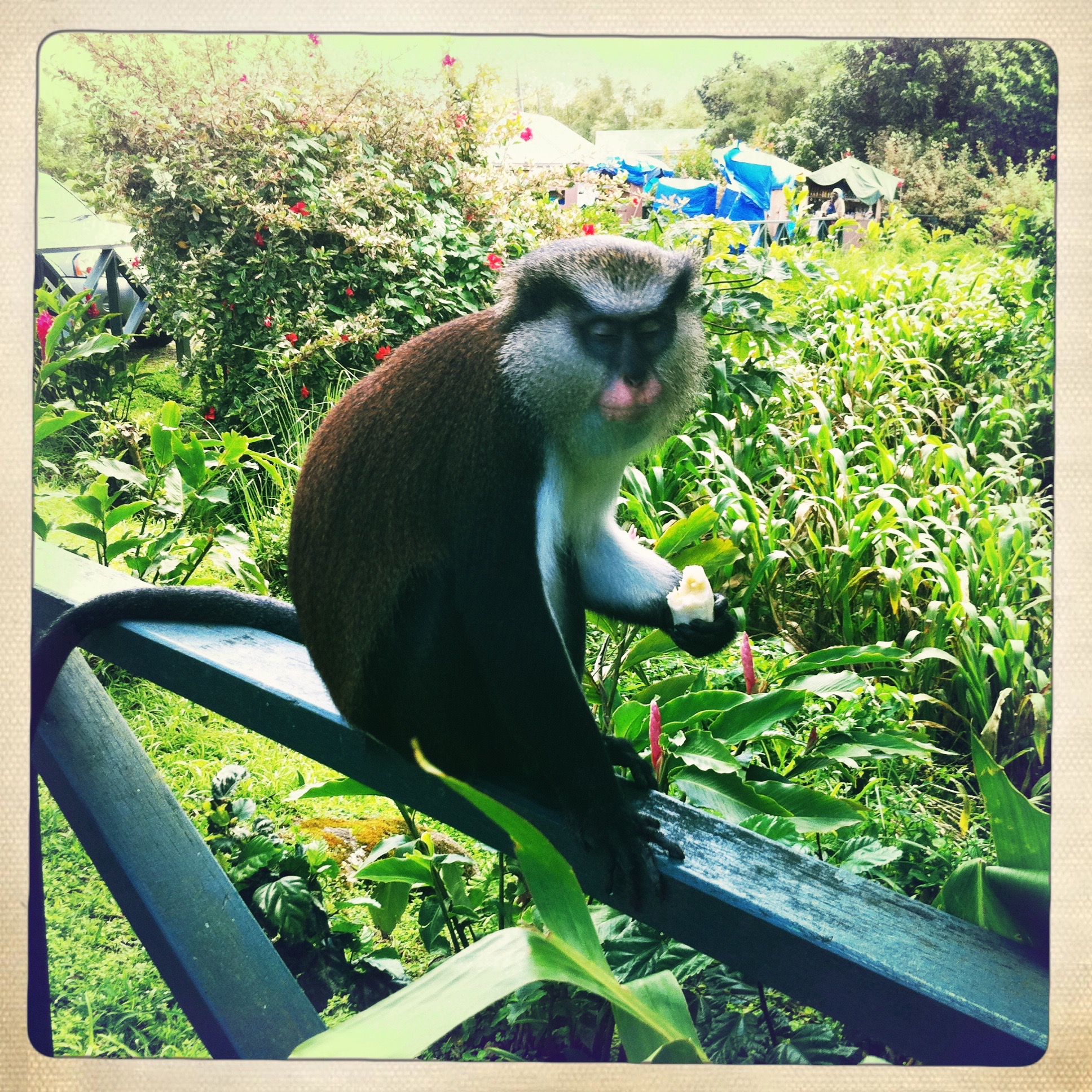 Mona Monkey - Grenada