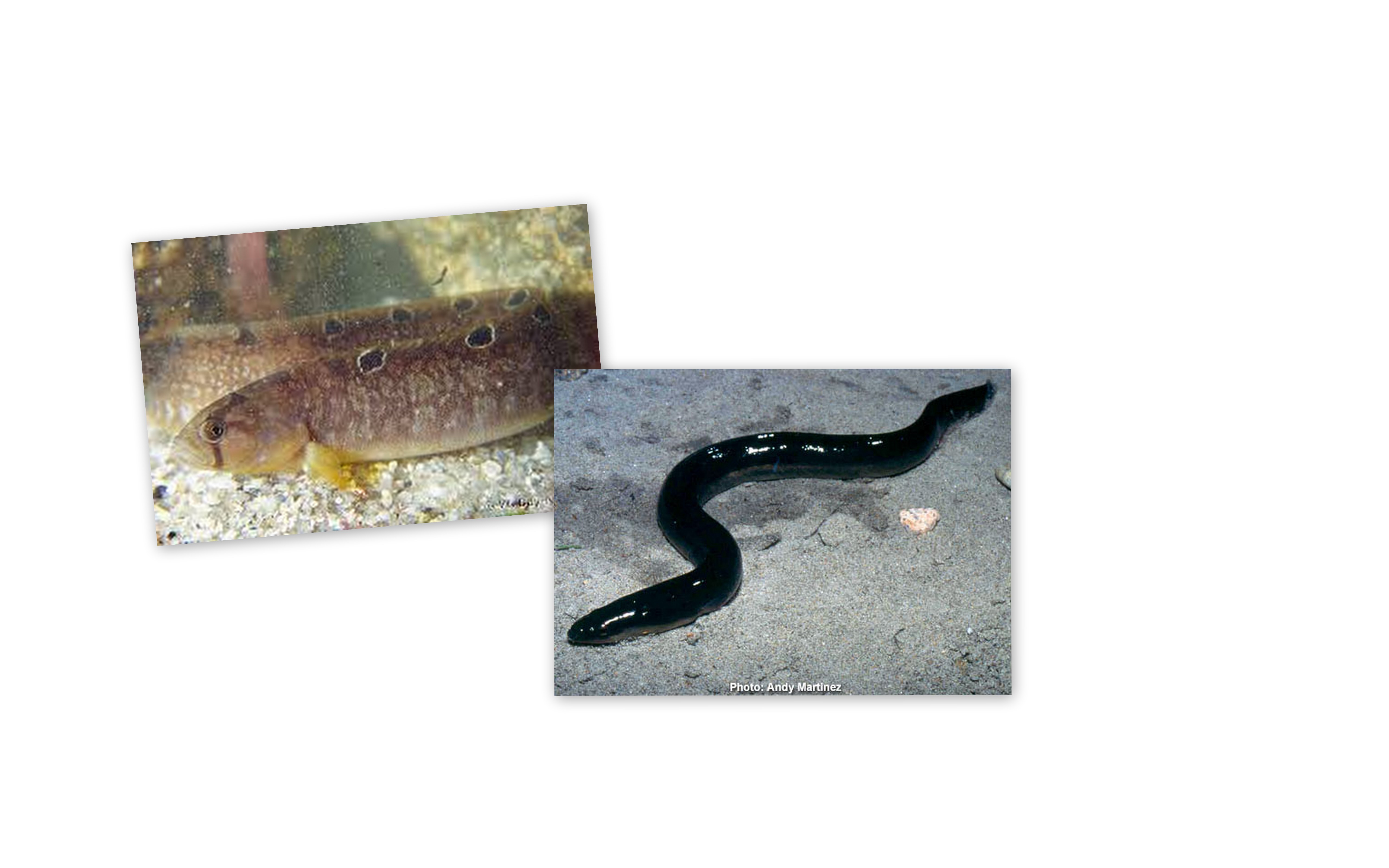 Is it an Gunnell or an Eel?